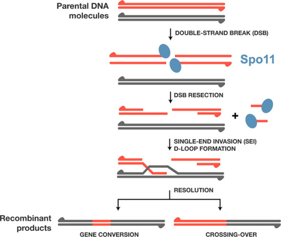 Schema del meccanismo di ricombinazione genetica alla base di SPIX.